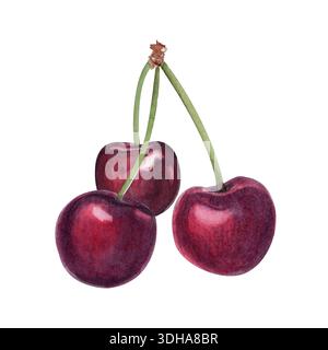 Drei Kirschen mit Stielen isoliert auf weißer, handgemalter Aquarellillustration mit realistischer Textur, frisches Fruchtelement für Lebensmittelverpackungen Stockfoto