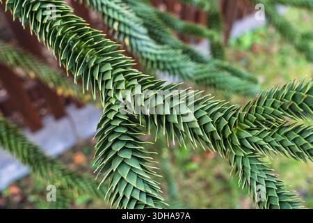 Verzweigung eines komplizierten Affenrätselbaums Eine Studie in Textur und natürlicher Geometrie. Nahansicht. Stockfoto