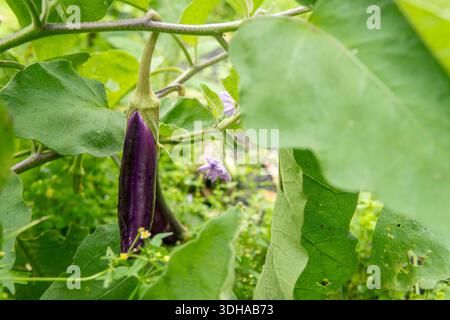 Echte Nahaufnahme von frischer violetter Aubergine, die an ihrem Ast hängt. Authentische Gartenfotografie in der natürlichen Umgebung von Gemüseplantagen im Freien. Stockfoto