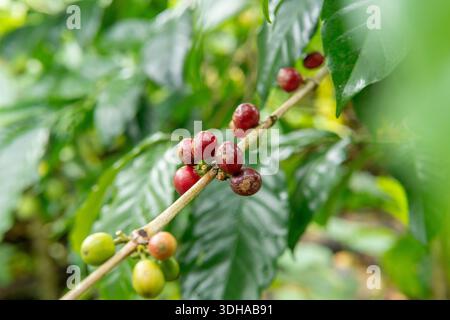 Echte Nahaufnahme von Kaffeebeeren, die auf einem Zweig Reifen. Authentische landwirtschaftliche Fotografie von roten und grünen Kaffeebohnen in natürlicher tropischer Umgebung. Stockfoto