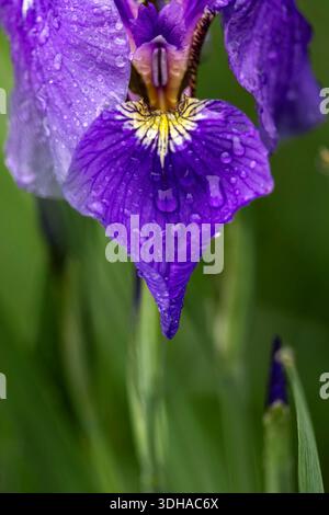 Wassertropfen auf einem Irisblatt an einem Sommertag am Bolio Lake in der Nähe von Delta Junction, Alaska. Stockfoto