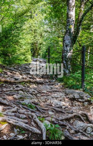 Ein felsiger Waldweg mit exponierten Baumwurzeln schlängelt sich durch die Mostnica-Schlucht in Slowenien und ist Teil einer malerischen Wanderroute im Triglav-Nationalpark. Stockfoto