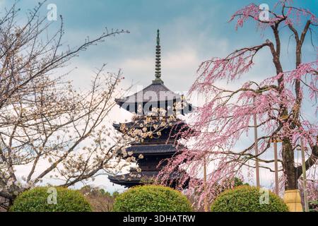 Malerischer Blick auf die hölzerne Pagode des Toji-Tempels mit Kirschblüte oder Sakura-Baum bedeckt im Frühling in Kyoto, Japan Stockfoto
