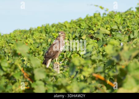 Gemeiner Bussard, der auf Pfosten in der Weinberglandschaft thront Stockfoto