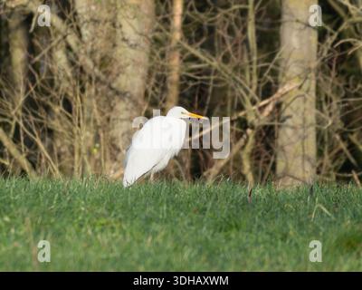 Ein großer Weißreiher jagt im Gras vor Bäumen Stockfoto