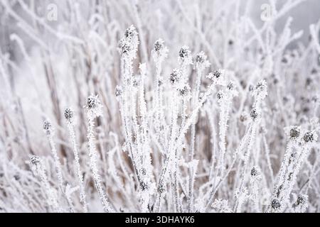 Frostbedeckte getrocknete Pflanzen und Samenköpfe stehen in einer ruhigen Winterlandschaft. Zarter Raureif auf getrockneten Pflanzen für eine sanfte Winterszene. Stockfoto