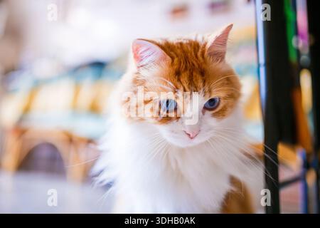 Eine intime Nahaufnahme von Odin Newman, fokussiert auf seine intensiven blauen Augen und sein weiches Ingwerfell und weißes Fell, vor einem wunderschön verschwommenen Bokeh bac Stockfoto