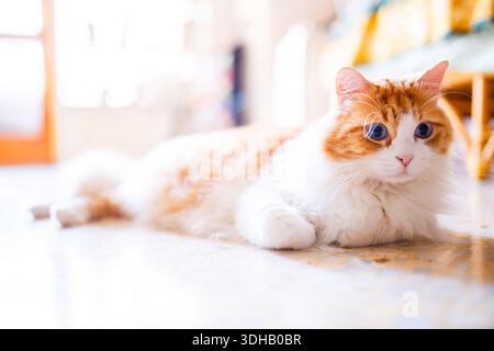 Odin Newman, eine schöne langhaarige Ingwer-weiße Katze mit auffälligen blauen Augen, liegt anmutig auf einem hellen Boden, der in weiches, hochklassiges i getaucht ist Stockfoto