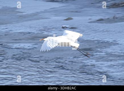 Großreiher (Ardea alba) im Flug über einen Fluss Stockfoto