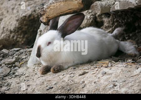 Weißes Kaninchen mit schwarzen Ohren und dunkler Nase, das auf felsigem Boden in der Nähe seines Grabens liegt, versteckt unter gestapelten Baumstämmen in einer natürlichen Umgebung im Freien Stockfoto