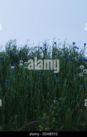 Wildblumen und hohes Gras wachsen natürlich auf einer offenen Wiese vor klarem Himmel Stockfoto