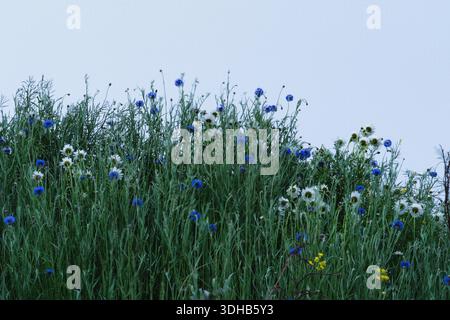 Wildblumen und hohes Gras wachsen natürlich auf einer offenen Wiese vor klarem Himmel Stockfoto