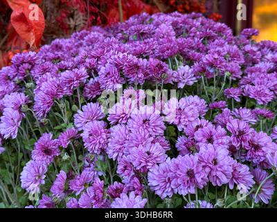 Blumenstrauß mit rosafarbenen Chrysanthemen Stockfoto