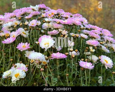 Chrysantheme blüht rosa weiße Mütter im Herbstgarten Stockfoto