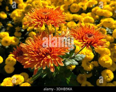 Chrysantheme blüht leuchtend orange gelbe Gartenmütter blühen Stockfoto