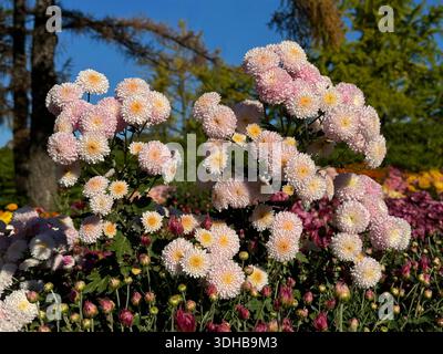 Chrysanthemenblumen im Herbstpark Stockfoto