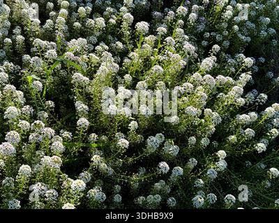 Lobularia maritima, auch bekannt als süßer Ajssum oder Teppich aus Schnee Stockfoto