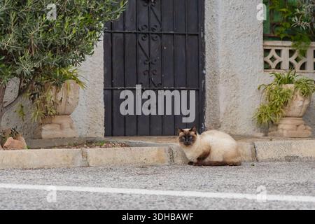 Eine siamesische Straßenkatze mit auffälligen blauen Augen sitzt auf einem Betonrand neben einer Asphaltstraße und schafft eine ruhige urbane Szene, die sich von El abhebt Stockfoto