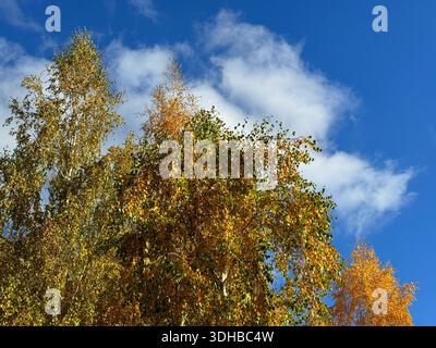 Birkenbäume goldgelbe Blätter im Herbstpark vor blauem Himmel Stockfoto