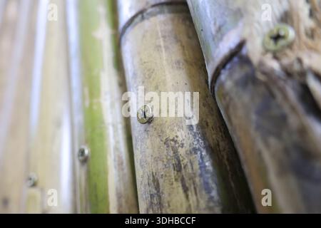 Detaillierte Nahaufnahme mit der Textur eines braunen und grünen trockenen Bambuszauns, befestigt mit Metallschraubenköpfen, die solide, robuste, langlebige natürliche Wandverkleidungen darstellen Stockfoto