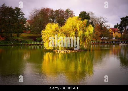 Ein friedlicher Teich in Kudowa Zdroj, Polen, ist von lebhaften Herbstfarben umgeben. Eine Trauerweide steht auf einer kleinen Insel und spiegelt sich wunderschön im ruhigen Wasser. Stockfoto