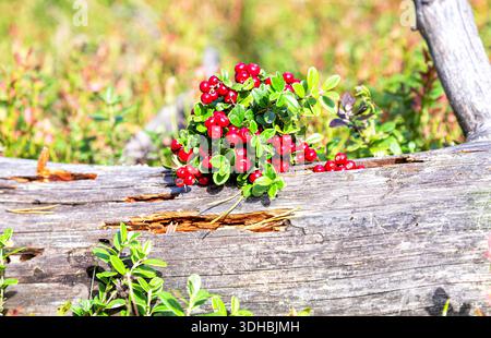 Reife rote Cowbeere (Preiselbeere), die im Sommer im Wald wächst. Wunderbarer Fruchtbeerstrauch Stockfoto