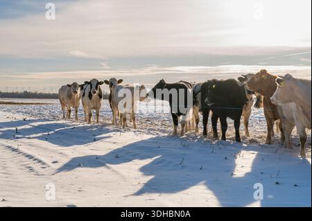 Eine Herde Kühe auf einer Winterweide Stockfoto