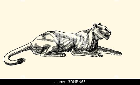 Junge Löwe Löwe oder Panther realistische Schwarz-weiß-Zeichnung in sehr detailliertem alten Gravurstil. Stift- und Tintenausführung mit herkömmlichen Werkzeugen. Stock Vektor