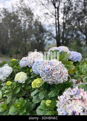 Blühende Hortensie-Blüten in sanften pastellblauen, rosa und grünen Farben in einer üppigen Gartenumgebung, aufgenommen in natürlichem Tageslicht mit geringer Tiefe von Stockfoto