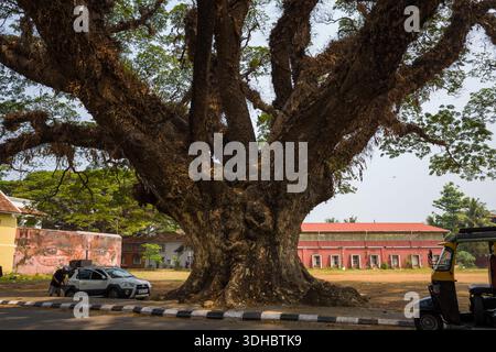 Fort Kochi, Indien - 16. März 2023: Ein massiver Baum mit dicken, weitläufigen Ästen steht am Straßenrand im Zentrum von Fort Kochi, mit einem Auto, einer Person, einer Auto-Rikscha und einem roten Gebäude im Hintergrund. Stockfoto