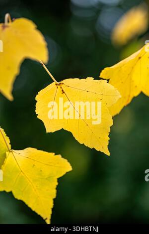 Gelbliche Ahornblätter im Herbst Stockfoto