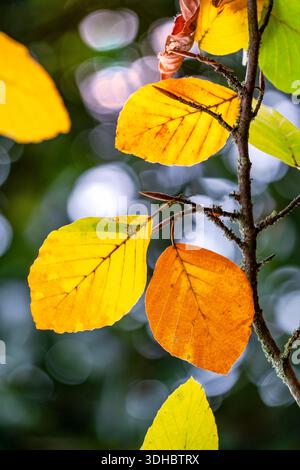 Fagus sylvatica, gewöhnliche Buche Stockfoto