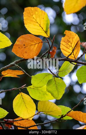 Fagus sylvatica, gewöhnliche Buche Stockfoto