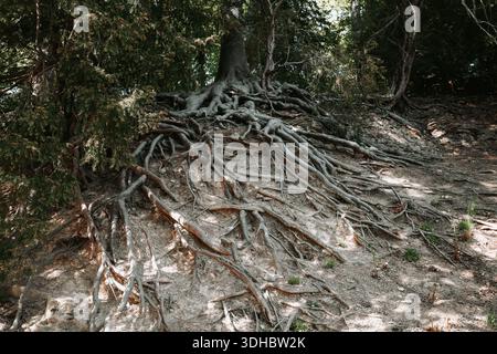 Große Baumwurzeln, die über der Bodenoberfläche sichtbar sind, schaffen eine natürliche Textur und zeigen die Stärke und Struktur des Baumes in einer Umgebung im Freien Stockfoto