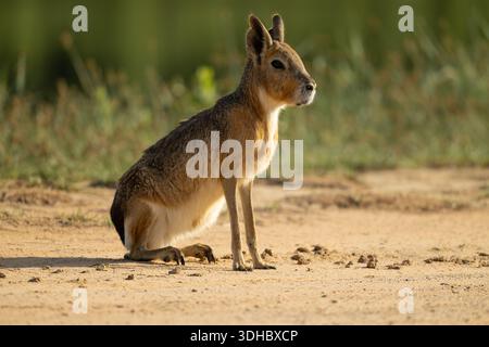 Ein einsamer patagonischer Mara (Dolichotis patagonum), auch bekannt als patagonischer Karinenhase oder Patagonischer Hase, ein relativ großes Nagetier, das auf dem Boden sitzt Stockfoto