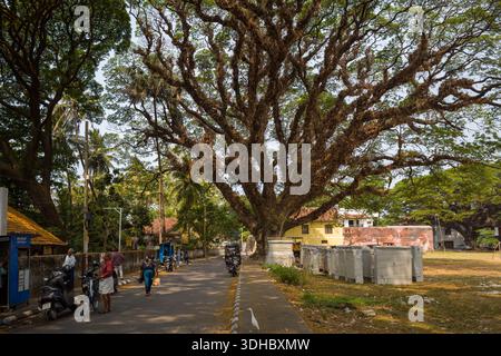 Fort Kochi, Indien - 16. März 2023: Ein großer, weitläufiger Baum dominiert das Zentrum einer Straße in Fort Kochi, mit Menschen zu Fuß, Motorrädern parken und Gebäuden im Hintergrund. Stockfoto