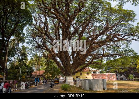 Fort Kochi, Indien - 16. März 2023: Ein großer Baum mit weitläufigen Ästen steht in der Mitte einer Straße in Fort Kochi, wo Menschen laufen, Motorräder entlang der Straße parken und Gebäude im Hintergrund sichtbar sind. Stockfoto