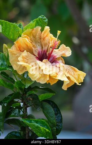 Tropischer Hibiskusherm Geller, Hibiscus rosa-sinensis, große, einfarbige, goldbraune, gelbe und kastanienbraune Blüte Stockfoto