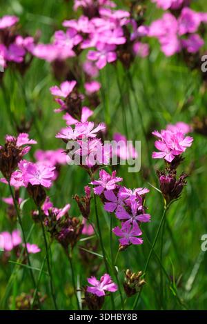 Dianthus carthusianorum, Kartäuserrosa, deutsches rosa, rötliche Magenta-Blüten in terminalen Clustern, Stockfoto