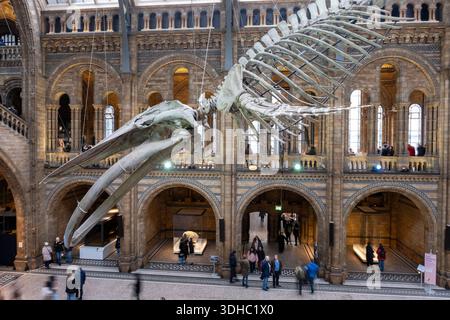 Besucher unter dem Skelett eines Blauwals in der Hintze Hall, dem Haupteingang des Natural History Museum am 6. Januar 2026 in London, Großbritannien. Das Museum stellt eine große Auswahl an Exemplaren aus verschiedenen Bereichen der Naturgeschichte aus. Das Museum beherbergt lebendige und erdwissenschaftliche Exemplare, die rund 80 Millionen Gegenstände aus fünf Hauptsammlungen umfassen: Botanik, Entomologie, Mineralogie, Paläontologie und Zoologie. Das Museum ist ein Forschungszentrum, das sich auf Taxonomie, Identifikation und Erhaltung spezialisiert hat. Stockfoto