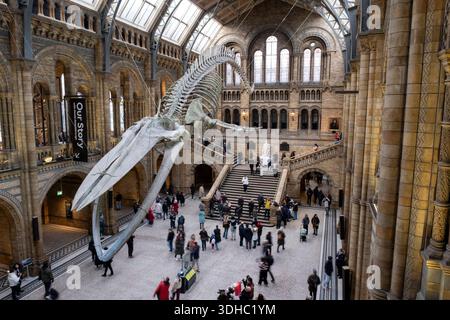 Besucher unter dem Skelett eines Blauwals in der Hintze Hall, dem Haupteingang des Natural History Museum am 6. Januar 2026 in London, Großbritannien. Das Museum stellt eine große Auswahl an Exemplaren aus verschiedenen Bereichen der Naturgeschichte aus. Das Museum beherbergt lebendige und erdwissenschaftliche Exemplare, die rund 80 Millionen Gegenstände aus fünf Hauptsammlungen umfassen: Botanik, Entomologie, Mineralogie, Paläontologie und Zoologie. Das Museum ist ein Forschungszentrum, das sich auf Taxonomie, Identifikation und Erhaltung spezialisiert hat. Stockfoto