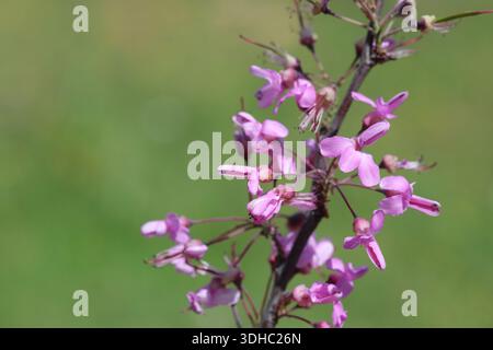 Blüten von Cercis siliquastrum (Judas-Baum) im Frühjahr Stockfoto