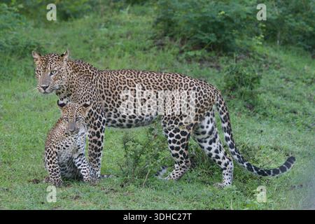 Schützende Leopardenmutter ist wachsam, während ihr Junges in der Nähe sitzt und zeigt familiäres Verhalten und Wachsamkeit in Sri Lanka. Stockfoto