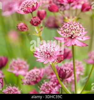 Große Sterndolde (Astrantia Major „Rubra“) Stockfoto