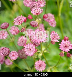 Große Sterndolde (Astrantia Major „Rubra“) Stockfoto