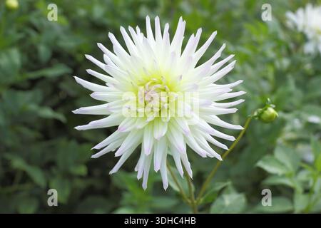 Dahlia „Weißer Stern“ mit geschwungenen weißen Blüten, die von Mittsommer bis Herbst blassgelb in der Mitte schattiert sind Stockfoto
