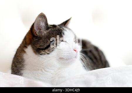 Nahporträt einer niedlichen Tabbykatze im weißen Bett Stockfoto