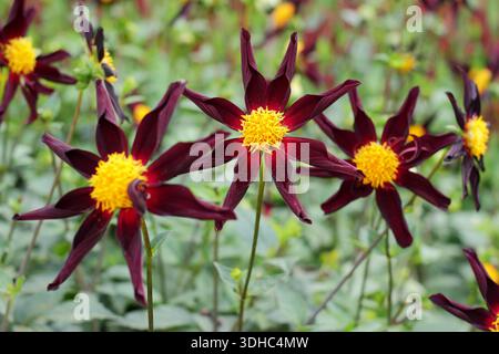 Dahlia „Verrone's Obsidian“, die von Sommer bis Herbst einzelne, sehr dunkel-violette, sternförmige Blüten trägt. Auch Dahlia „Vernons Obsession“ genannt Stockfoto