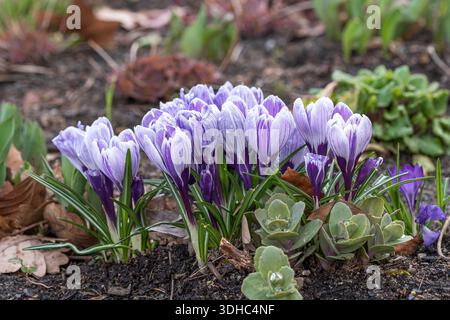 Krokus (Crocus vernus „Pickwick“) Stockfoto