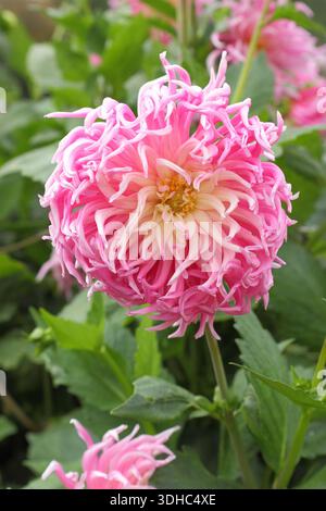 Dahlia Park Princess mit blassrosa und weißen Blüten und gesteppten Blütenblättern, die vom Hochsommer bis zum Herbst einen spitzen Effekt verleihen. Stockfoto